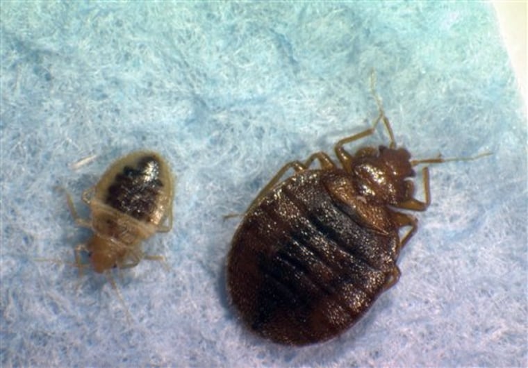 Worried about finding bedbugs on your hotel mattress? "You're even more likely to find bedbugs in less disturbed places like the box spring and the headboard," said bedbug expert Jody L. Gangloff-Kaufmann.